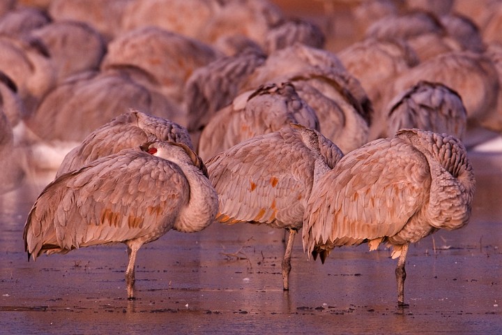 Kanadakranich Grus canadensis Sandhill Crane